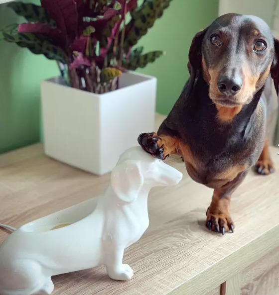Scentsy ‘s Pet Lovers Bundle