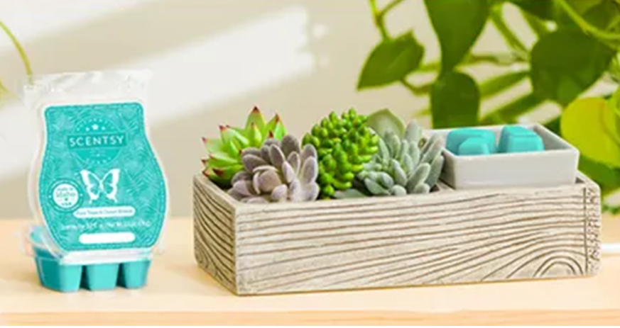 Scentsy Warmer Of The Month Suc-cute-lent & Palm Trees & Ocean Breeze Scent for May 2021